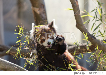 大牟田市動物園　レッサーパンダ、 38495963