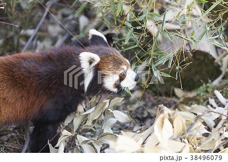 大牟田市動物園　レッサーパンダ、 38496079