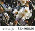 白梅 白梅 38496089