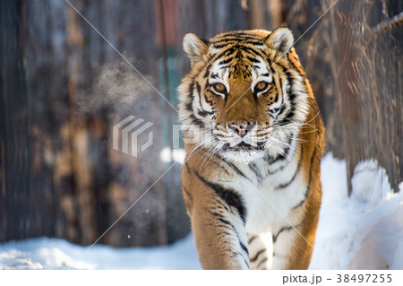 Amur or Ussuri tiger, in winter or the far Eastern 38497255