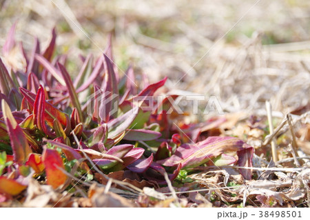 春の息吹スイバ 38498501