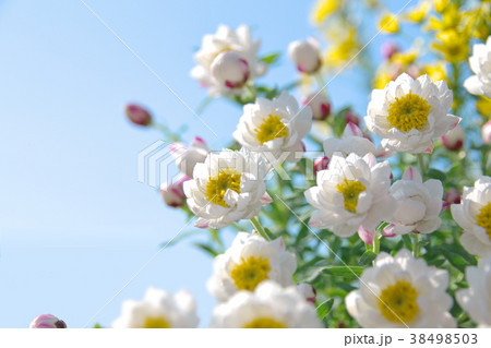 花かんざしと空 38498503