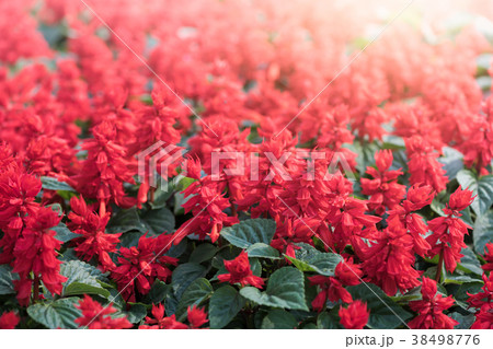 vivid red Salvia flower in garden 38498776