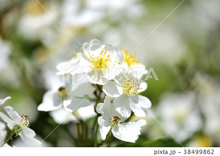 初夏の野山に咲く野ばら 初夏の野山に咲く野ばら 38499862