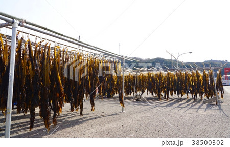 わかめ干し　和歌山県和歌山市加太 38500302