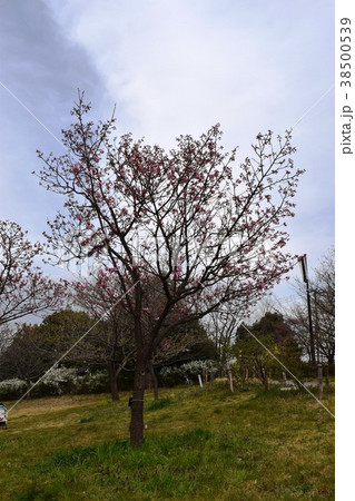 四季の森 38500539