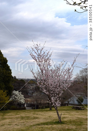 四季の森 38500541