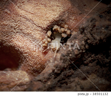 シロアリ シロアリ 38501132