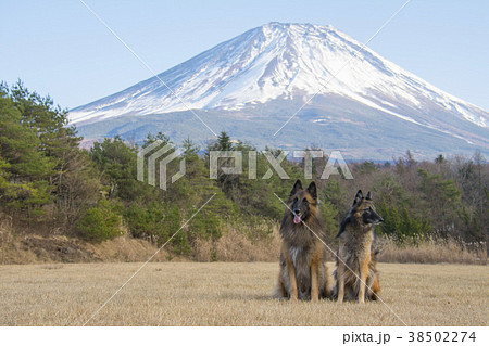 富士山と2匹の犬 富士山と2匹の犬 38502274