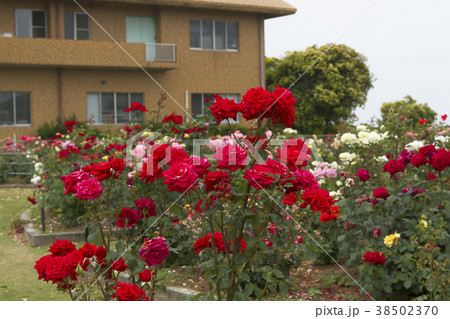おもやい市民花壇　バラの花、 38502370
