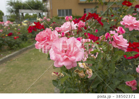 おもやい市民花壇　バラの花、 38502371