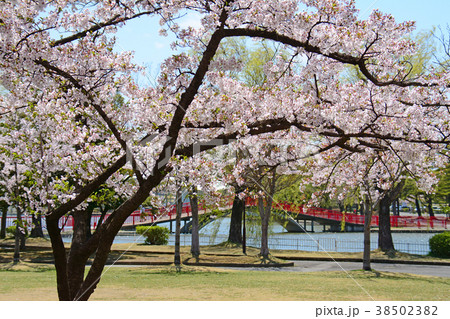 福島県郡山市　市役所前　開成山公園の桜 38502382