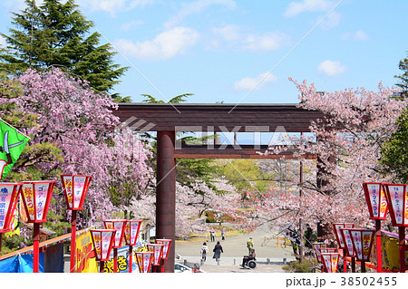 福島県郡山市　開成山大神宮の桜 38502455