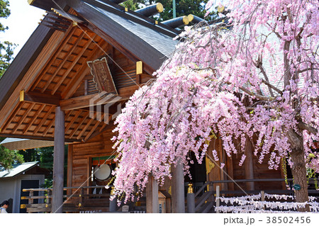 福島県郡山市　開成山大神宮の桜 38502456