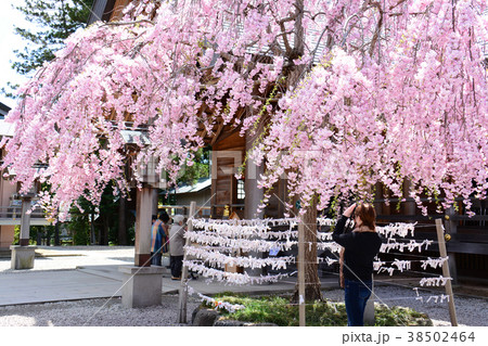 福島県郡山市　開成山大神宮の桜 38502464