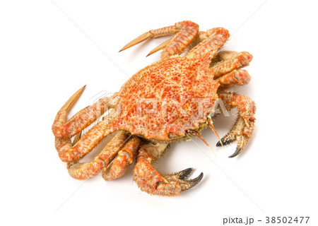 茹栗蟹 茹栗蟹 38502477