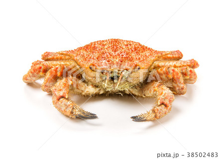 茹栗蟹 38502483