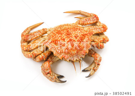 茹栗蟹 茹栗蟹 38502491