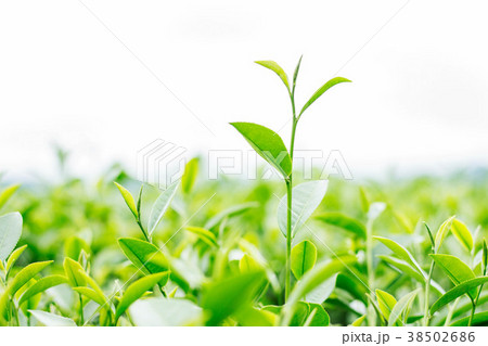 young tea leaves on white background. 38502686