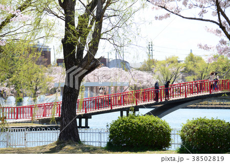 福島県郡山市　開成山公園の桜 38502819