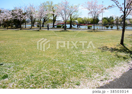 福島県郡山市　開成山公園の桜 38503014