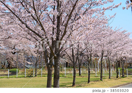 福島県郡山市 開成山公園の桜 福島県郡山市 開成山公園の桜 38503020