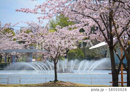 福島県郡山市 開成山公園の桜 福島県郡山市 開成山公園の桜 38503028