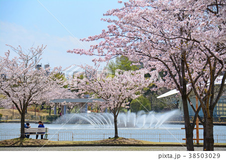 福島県郡山市 開成山公園の桜 福島県郡山市 開成山公園の桜 38503029