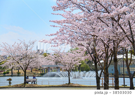 福島県郡山市 開成山公園の桜 福島県郡山市 開成山公園の桜 38503030