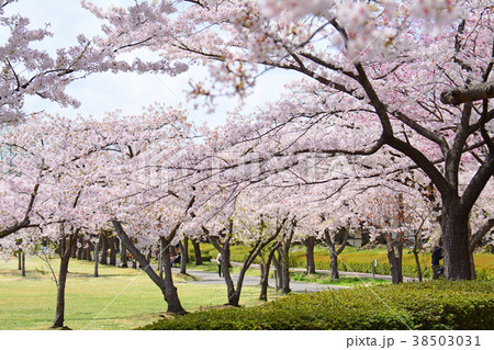 福島県郡山市　開成山公園の桜 38503031