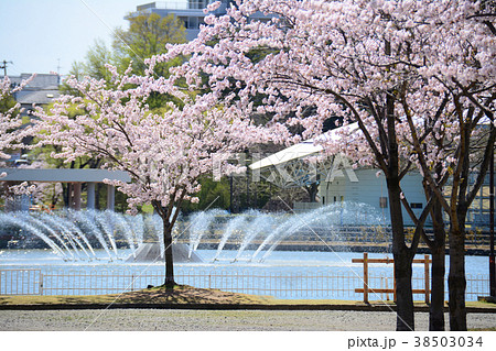 福島県郡山市 開成山公園の桜の写真素材