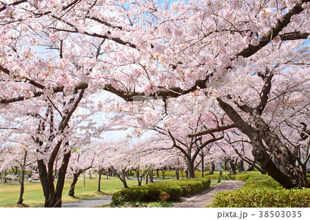 福島県郡山市 開成山公園の桜 福島県郡山市 開成山公園の桜 38503035