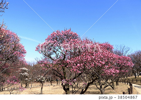青空と梅の花 青空と梅の花 38504867