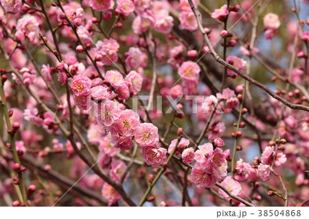 青空と梅の花 青空と梅の花 38504868