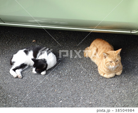 車の陰で休む休む猫たち 車の陰で休む休む猫たち 38504984