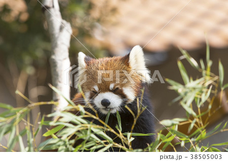 大牟田市動物園　レッサーパンダ、 38505003