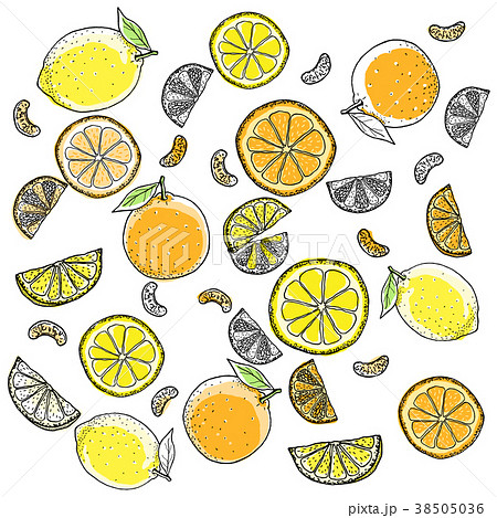 レモンとオレンジ手描きの線画のイラスト素材 38505036 Pixta