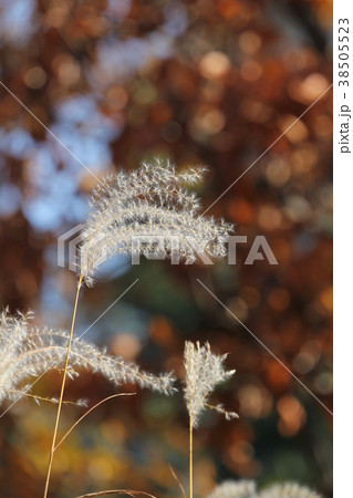 ススキ 38505523