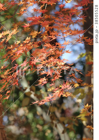 イロハモミジの紅葉 イロハモミジの紅葉 38505528