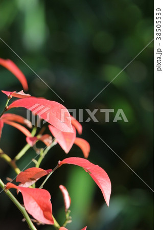 ブルーベリーの紅葉 ブルーベリーの紅葉 38505539