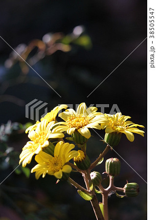 ツワブキ 38505547