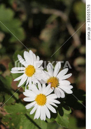 ノジギク 38505576