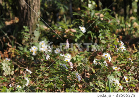 ノジギク ノジギク 38505578