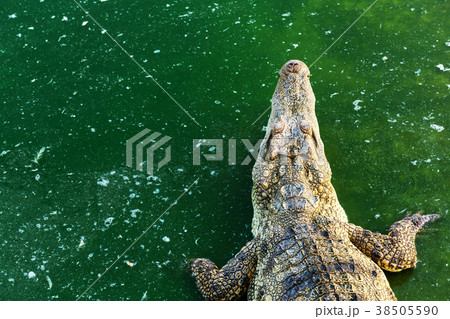 Wildlife crocodile in the water Wildlife crocodile in the water 38505590