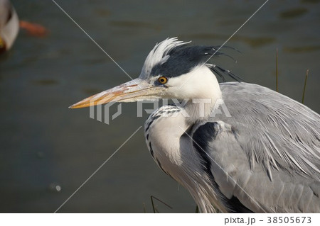 アオサギ 38505673
