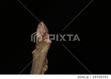 自然 植物 ハナイカダ、冬芽と葉痕。緑色の若枝に紫色の冬芽。丸っぽい葉痕の真ん中に維管束が一つ 自然 植物 ハナイカダ、冬芽と葉痕。緑色の若枝に紫色の冬芽。丸っぽい葉痕の真ん中に維管束が一つ 38506393