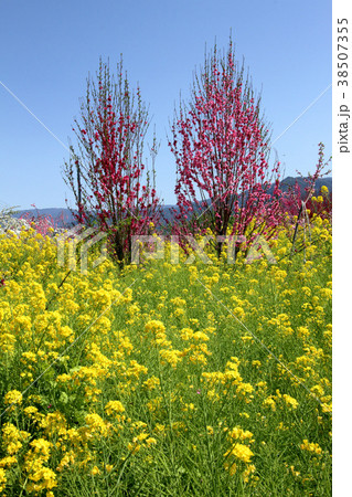菜の花と花桃 38507355