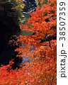 金蔵落とし渓谷の紅葉 38507359