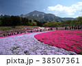 秩父芝桜の丘 38507361
