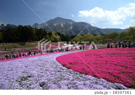 秩父芝桜の丘 38507361